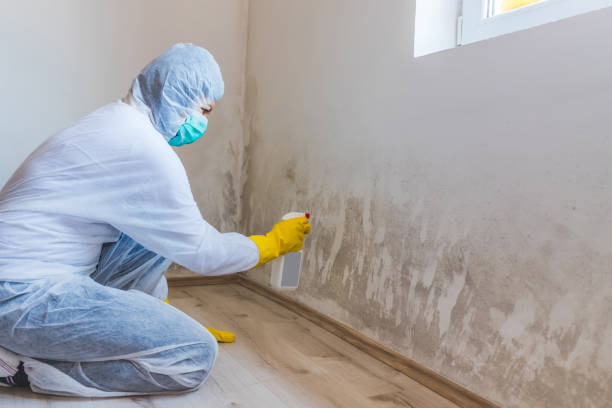 Licensed Mold Testing service in Saint Augustine, FL - WQB Mold Removal